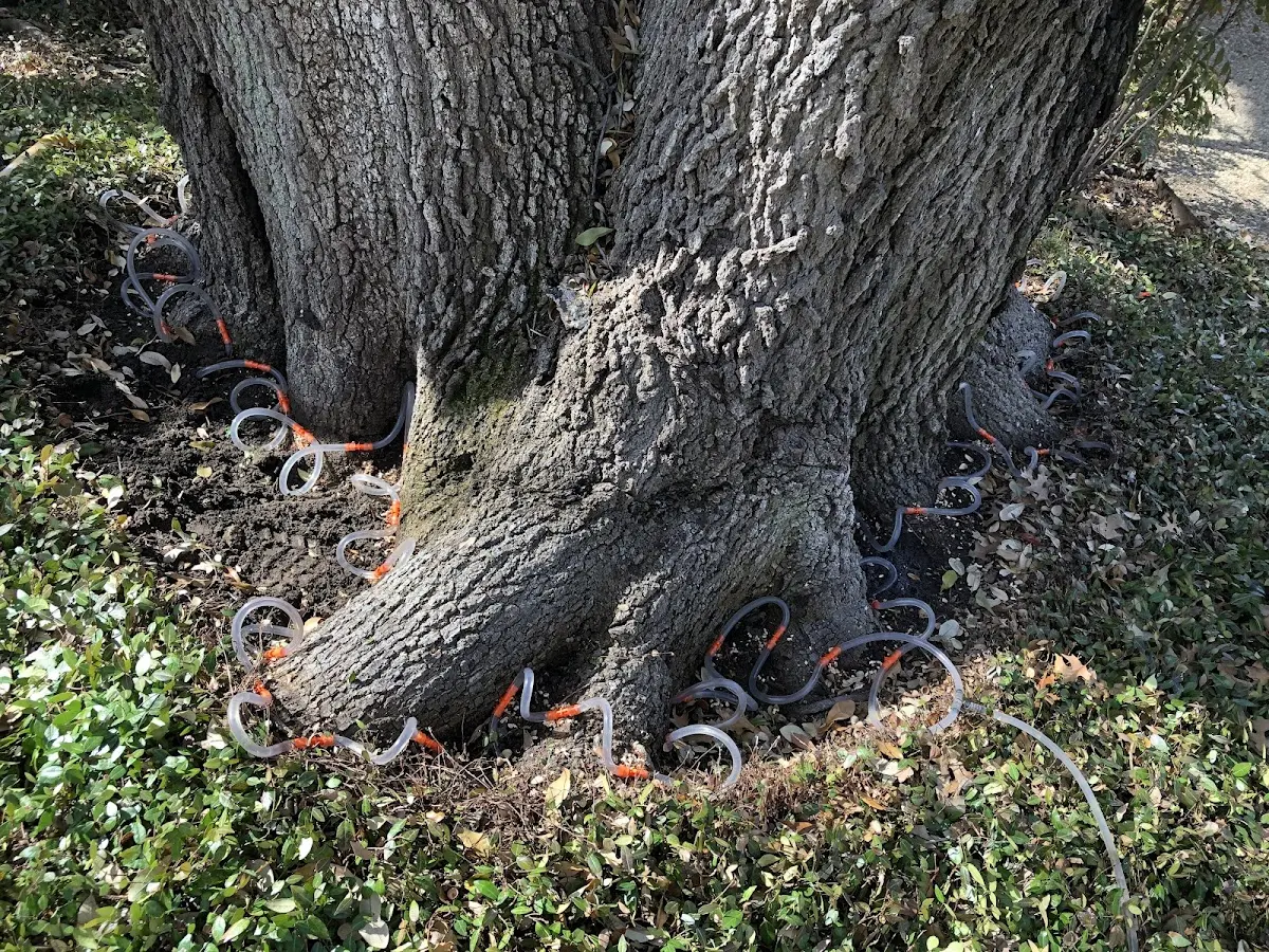 Detailed Tree Cabling and Bracing job site in Osage City