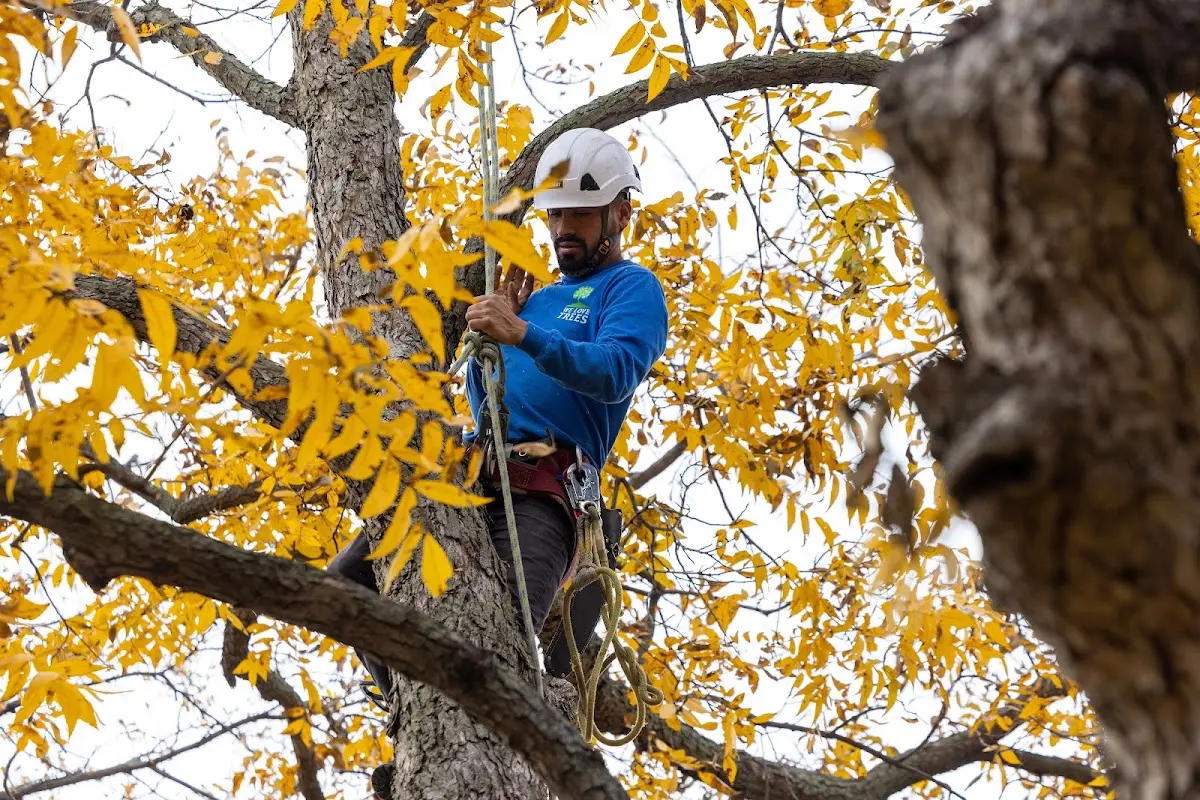 Skilled Tree Pruning crew working in Osage City