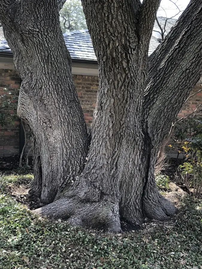 Mature heritage tree close to a Osage City property cared for by certified arborists